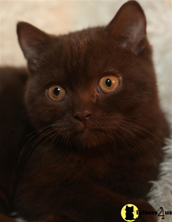 BritishRoyalCats.com Picture 1